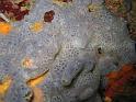 eponge encroutante bleue - Phorbas tenacior